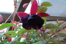 SAM_1696.webp