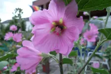 SAM_1699.webp