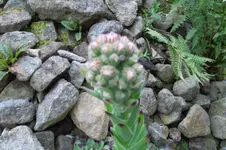 SAM_1701.webp