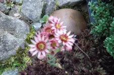 SAM_1702.webp