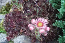 SAM_1703.webp