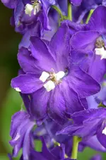 DSC_9788.webp