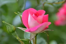 DSC_9661.webp