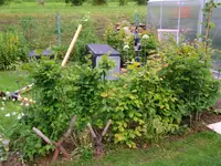 2016-06-18 Buchenhecke vor Schnitt.webp