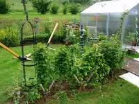 2016-06-20 Buchenhecke nach Schnitt.webp