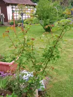 2016-06-02 Rosensteckling1.JPG