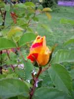 2016-06-18 Rosensteckling Knospe.webp