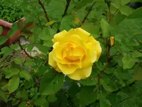 2016-06-21 Rosensteckling Blüte  halboffen.JPG