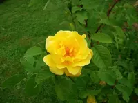 2016-06-21 Rosensteckling Blüte  offen.JPG