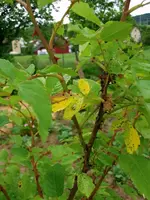 2016-06-21 Rosensteckling1-Dornen.webp