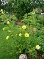 2016-06-27 Rosensteckling1_1.JPG