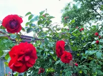 DSCF6571 (3).webp