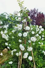 climbing schneewittchen ...webp
