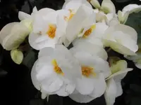 Bilda2806.webp