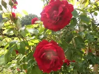 Bilda766.webp