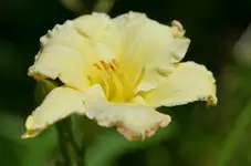 7bigsmile.webp