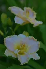 7mandalybaymusic.webp