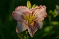 7onlybeleve.webp