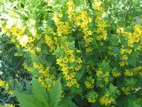 006.webp