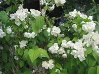 009.webp
