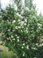 010.webp