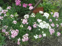 015.webp