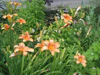 017.webp