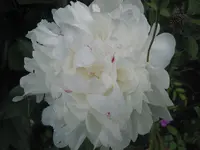 019.webp