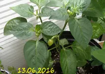 P 0687.webp