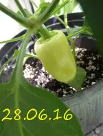 P 0944.webp