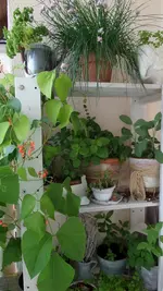 SAM_0938.webp