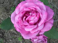 Blue Parfum.webp
