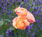 Lady Emma Hamilton.webp