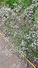 Schleierkraut.webp