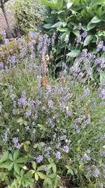 Lavendel.webp