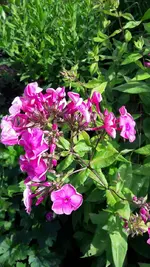 Phloxrosa.jpg