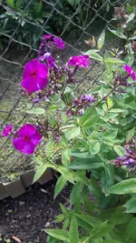 phloxpink.webp