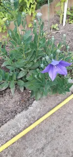 Balonblume.jpg