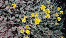 gelbes Kraut.webp