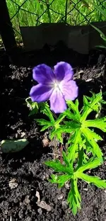 Geranium.webp