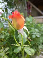 P1190416.webp