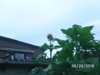 Sonnenblume.webp