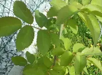 wildtrieb 2.webp