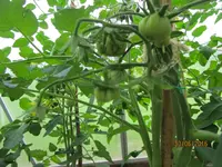 IMG_1198.jpg