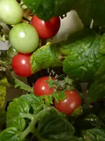 Early Joe Früchte.webp