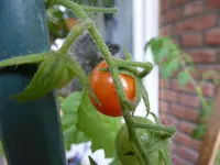 Resi Gold fast reife Frucht.webp
