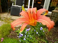 Taglilie_Pink_Damask.webp