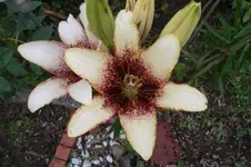 SAM_1705.webp