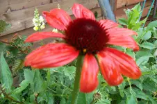 SAM_1706.webp