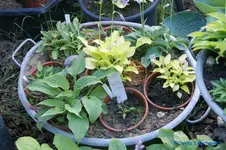 comp_DSC05281.webp